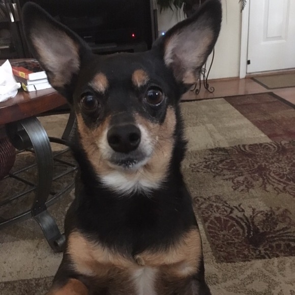 Meet your Posher, Olivia - Picture 6 of 9